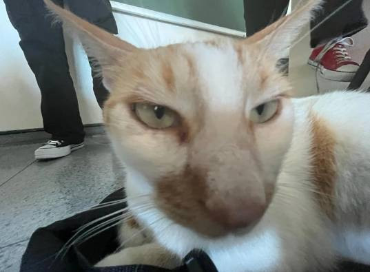 Öğrencilerin gözü önünde kediyi 5. kattan itti. Kedi Eros'un yankısı sürerken. Bu nasıl hoca - Resim: 10